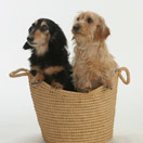 ペット写真 思わず笑顔になるかわいい一枚を ペット写真 思わず笑顔になるかわいい一枚を